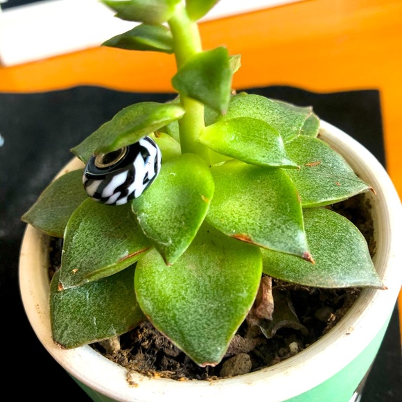 Trollbead Zebra - Picture 2 of 2